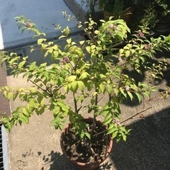 ムラサキシキブ　土上
部約70cm