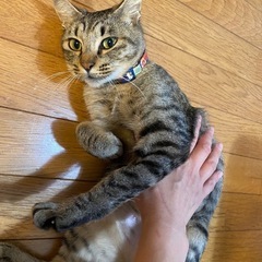 なでなでされるのが大好きなメスの女の子です😸