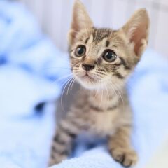 「里親決定」甘えたでチュパチュパ大好きなキジトラ男子