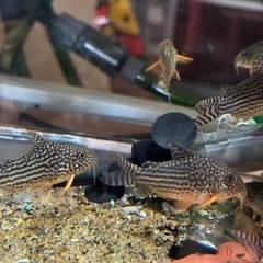 熱帯魚恵庭コリドラス　ステルバイ　1匹500の画像