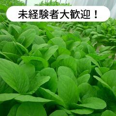 愛媛県伊予市上野でほうれん草の収穫作業等のお仕事！【単発/短期求人】