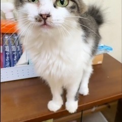 甘えん坊で人懐っこいもふもふくんエイズ陽性