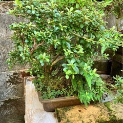 鉢植え