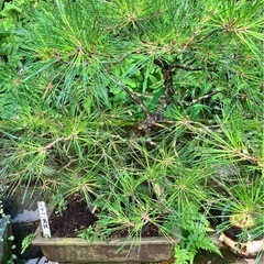 鉢植え
