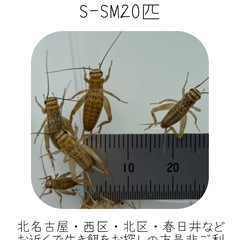 イエコS-SMサイズ20匹の画像