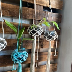 マクラメ編み観葉植物本日最終日になります‼️の画像