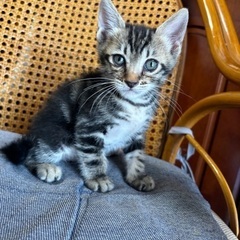 子猫