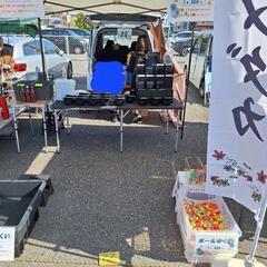 9/8(日) メダカ販売 メダカすくい ゾウリムシ 展示販売会 ...