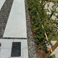 4株セット　植栽　植物　ウバメガシ