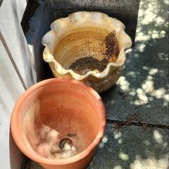 植木鉢　少し大きめ　何件かお問い合わせいたまいてますが、先着では...