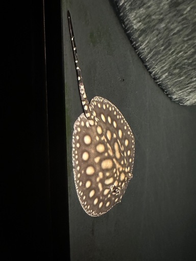 ポルカドットスティングレイ　淡水エイ