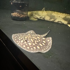 ポルカドットスティングレイ　淡水エイの画像