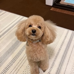 犬友達を募集しています🐶