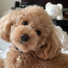 犬友達を募集しています🐶 - 足立区
