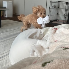 犬友達を募集しています🐶 - 友達