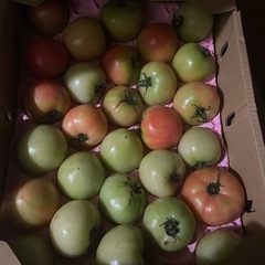 ようていトマト