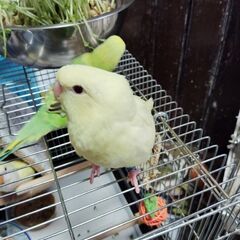 サザナミインコ生後２ヶ月