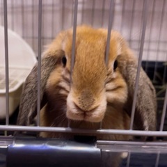 うさぎ(ロップイヤー)の飼い主さん探してます