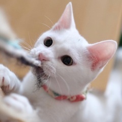 サーブル♡家族ができました - 里親募集