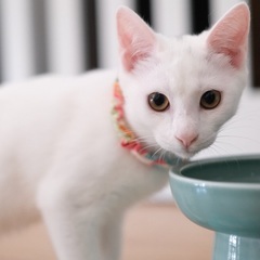 サーブル♡家族ができました − 福岡県