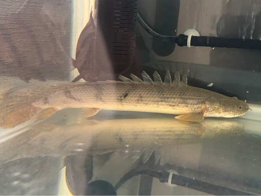 コンギクス　ワイルド個体