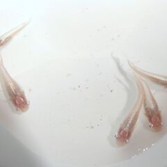 No.134【②アルビノメダカの稚魚 10匹 100円】