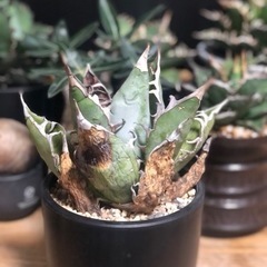 オアハカオテロイ 現地球 発根済