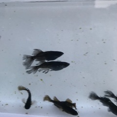 各種メダカ有精卵30個＋a 好きな品種１つ　フロマージュ　ミッド...