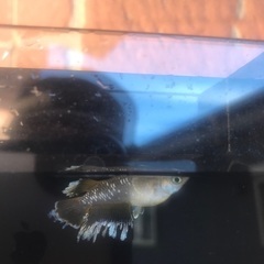 各種メダカ有精卵30個＋a 好きな品種１つ　フロマージュ　ミッドナイトフリル　エメキン　レッドクリフ紅白　　阿形　坂出三色などの画像