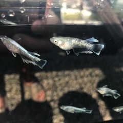 各種メダカ有精卵30個＋a 好きな品種１つ　フロマージュ　ミッドナイトフリル　エメキン　レッドクリフ紅白　　阿形　坂出三色などの画像