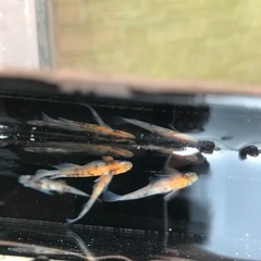 各種メダカ有精卵30個＋a 好きな品種１つ　フロマージュ　ミッドナイトフリル　エメキン　レッドクリフ紅白　　阿形　坂出三色などの画像