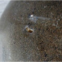 ②壺　陶器　水がめ　置物　茶道具　茶壺　骨董品　時代物　メダカ鉢　金魚鉢　植木鉢　陶磁器　睡蓮鉢 古民家　レトロの画像