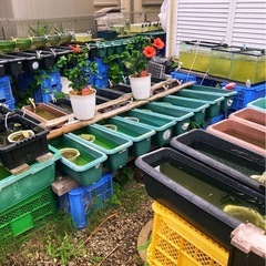 ９月２１日8時半から13時までめだか販売やりますの画像