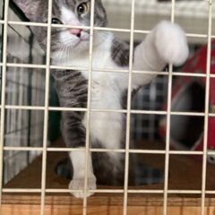 １歳男の子(去勢済み)