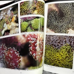 CORALS(日本語版)の画像