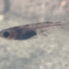 和墨メダカの販売の画像