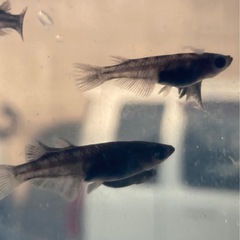 和墨メダカの販売の画像