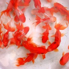 金魚　オランダ獅子頭　5匹約8cm