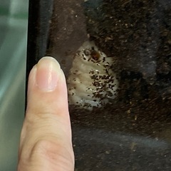 カブトムシ幼虫
の画像