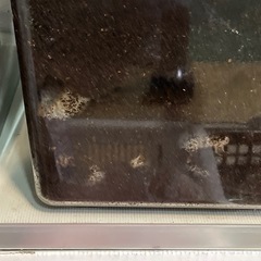 カブトムシ幼虫
