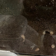 カブトムシ幼虫
の画像