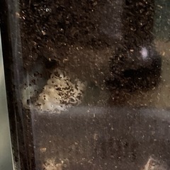 カブトムシ幼虫
の画像