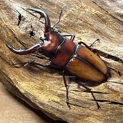 トカラノコギリクワガタ　ペア
の画像