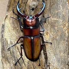 トカラノコギリクワガタ　ペア
の画像