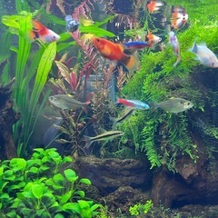 熱帯魚、水草いろいろ