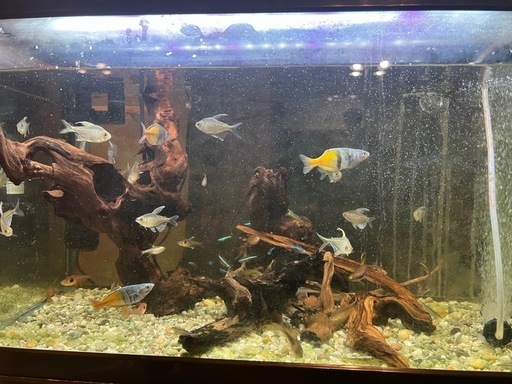 熱帯魚