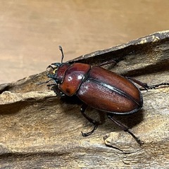 トカラノコギリクワガタ　オス63ミリペアの画像