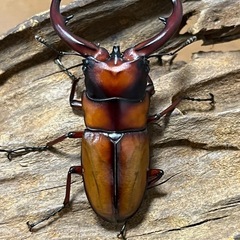 トカラノコギリクワガタ　オス63ミリペアの画像