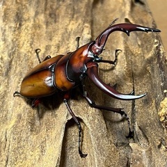 トカラノコギリクワガタ　オス63ミリペアの画像