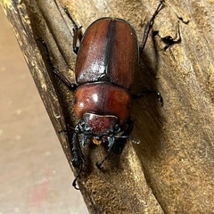 トカラノコギリクワガタ　オス63ミリペアの画像